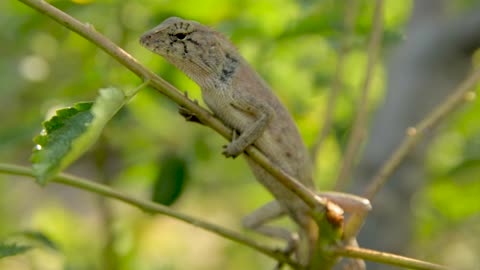 A small Lizard sitting on a tree twig