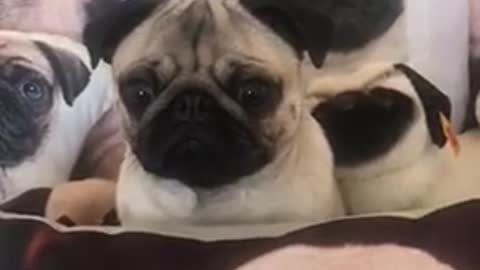 Pug tries to disguise himself in amongst Pug merchandise