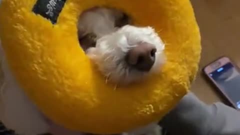 Watch Donut Dog Face