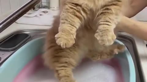 Cats 😻funny 😂 video // very funny cats 😻❤❤