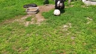 Turkey has a kick around