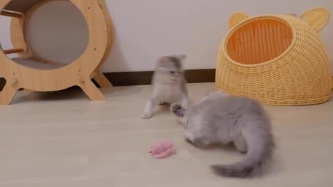 The kitten clinging to its owner's leg and begging for food was so cute..