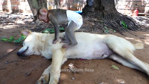 cute baby monkey craves this dog's attention