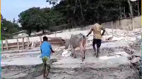 Cow operation from River