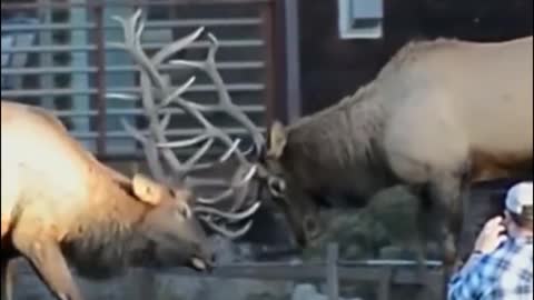 Here are two deer fighting. The horns on their heads look spectacular