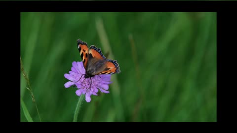 # BEAUTIFUL BUTTERFLY #