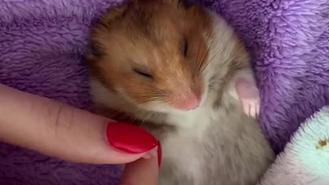 Sleeping Hamster Gently Gets Tucked Into Bed