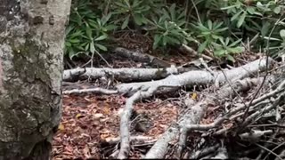 backpacking meal in the woods