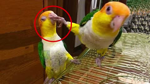 Baby Animals - Funny Parrots and Cute Birds Compilation 2021