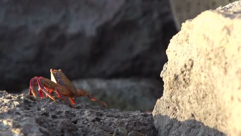 Red Rock Crabs at the rocks at the Galapagos Islands, Ecuador