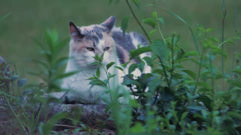 Cat Calico Cat Cat On Stone Wall