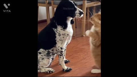 Funny cat and dog video