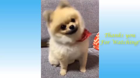 Funny and Cute Dog's&Cat's Life