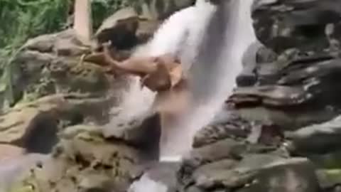 Baby elephant taking a shower in a waterfall