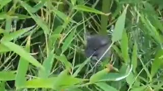 Cute little mouse eating bamboo