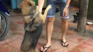 the dog meets the old owner