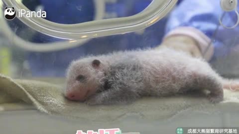 newborn panda