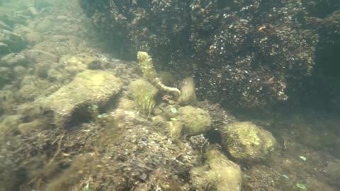 'Hundreds' of seahorses spotted in Greek lagoon