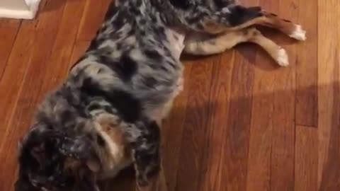 Black dog plays dead on floor when owner says bang