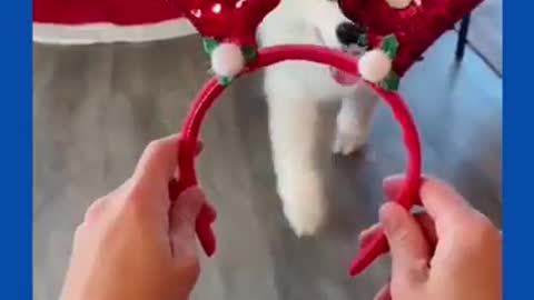 Cute dog's merry christmas 🔥