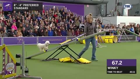 Watch 5 of the best WKC Dog Show moments to celebrate National Puppy Day | FOX SPORTS