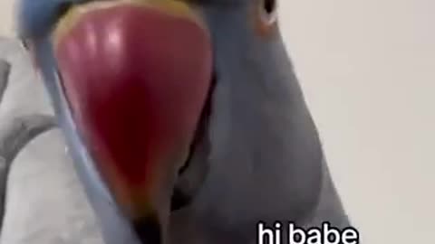Beautiful tia bird 🦅 trending video