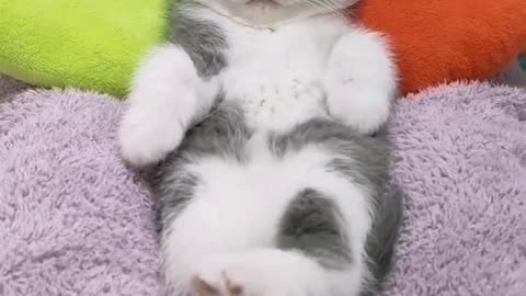 Cute Cat | funny cats | funny animals | cat videos | simple sleeping cat drawing |#rumble