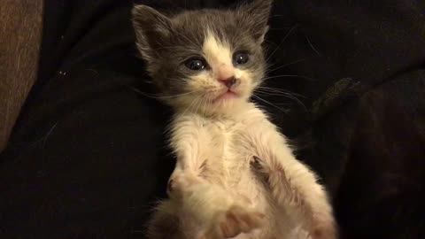 Super scruffy foster kitten plays with her siblings