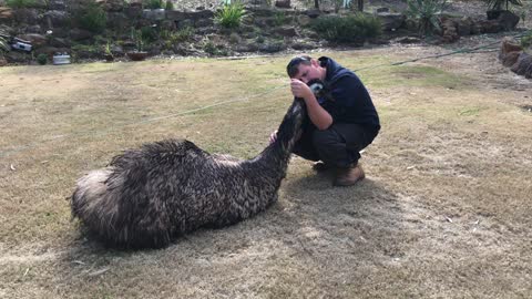 My New Best Friend is an Emu