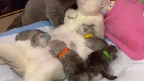 Cats Love family