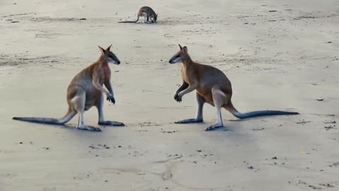 Two Alpha Kangaroos fighting, very funny!