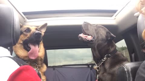 Two dogs pant in car with open sun roof