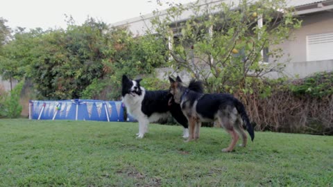 Garden Playtime Bliss: Happy German Shepherds (Copyright-Free)