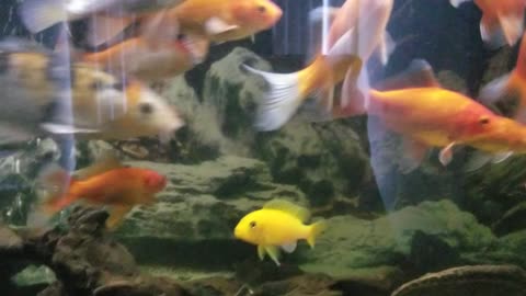 Goldfish enjoying life