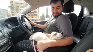 Husky naps on owner's lap during car ride