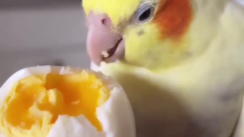 Parrot eats egg