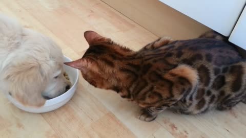 Dog And Cat Politely Attempt To Steal Each Other's Food