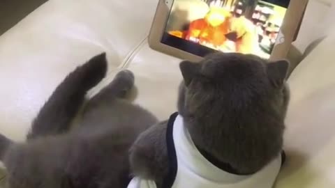 Cat is addicted to her smartphone