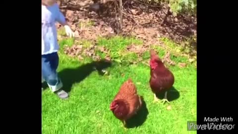 Funny rooster chasing kids and adults