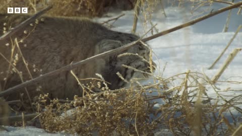 "The BBC documentary 'Frozen Planet II' features the world's grumpiest cat."