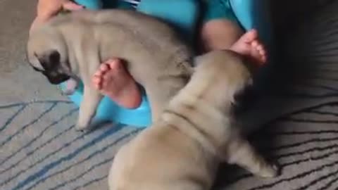 Pug Is Desperate For Little Girl To Play Ball With Him