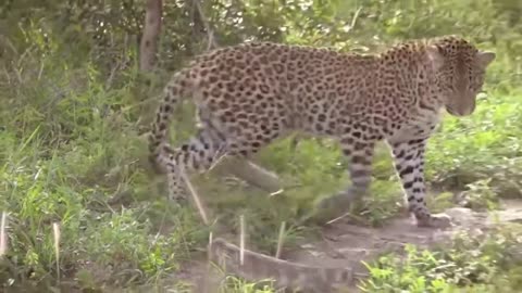 Leopard vs Monitor Lizard Real Fight