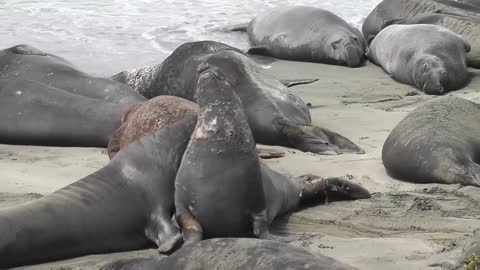 Elephant Seals making massage to themselves ^_^