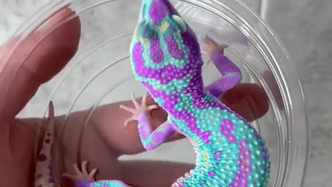 Colorful gecko