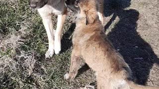 Mom and her small dog are playing!