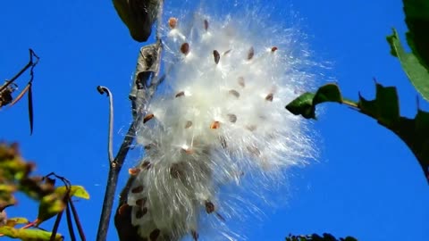 Milkweed Seeds