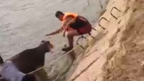 Animal Rescued from Flooded RIver (Cow)