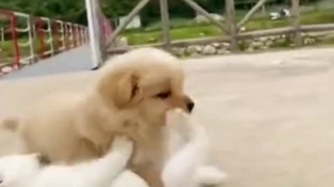 Cute cat and puppy fight