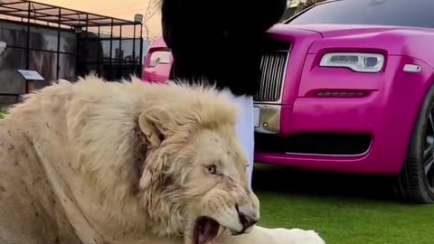 Dubai 🇦🇪 King 👑 Sheikh Nawab With White Tiger 🐯 Lion 🦁 White Tiger 🐅 #Dubai #shorts