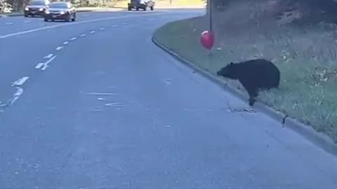 Teddy bear finds a balloon